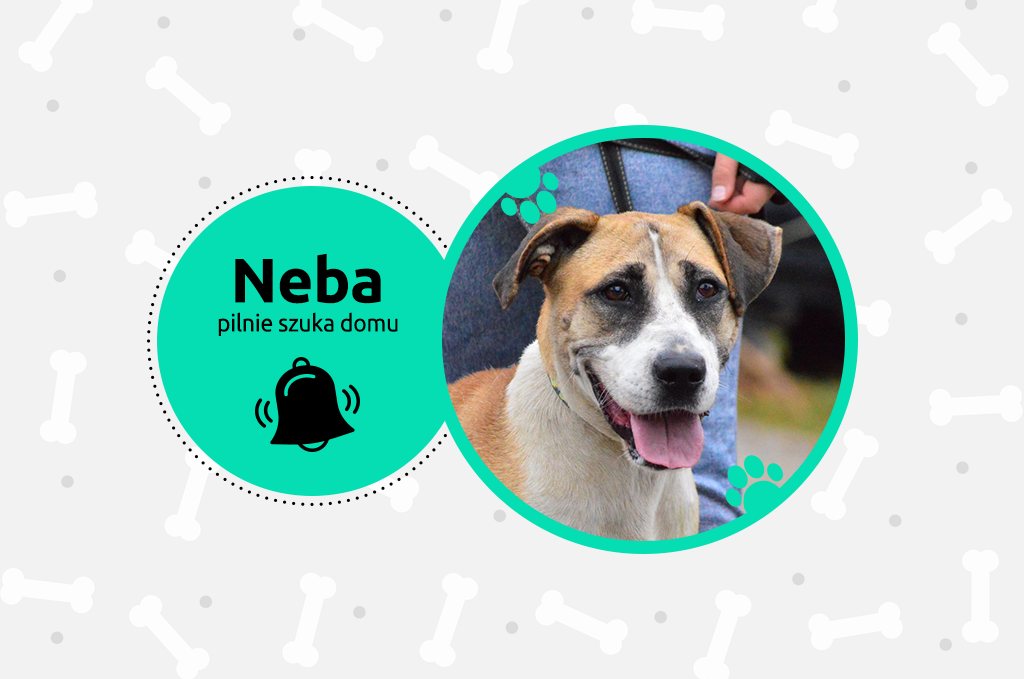 Neba – pilnie szuka domu!