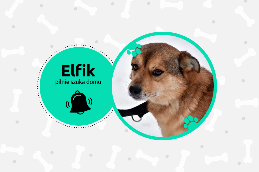 Elfik – pilnie szuka domu!