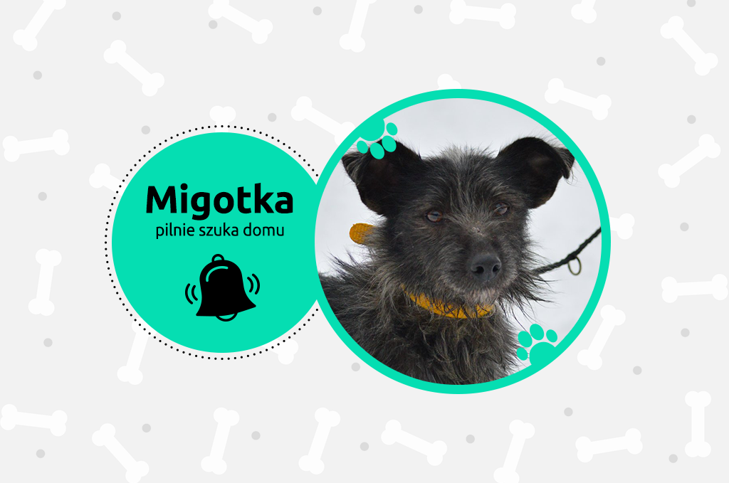 Migotka – pilnie szuka domu!