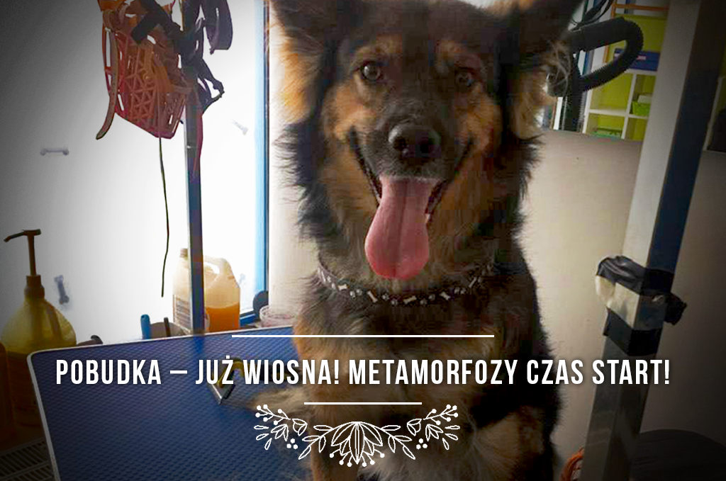 Pobudka – już wiosna! Metamorfozy czas start!